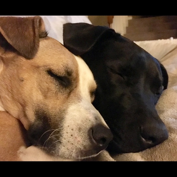 My Rescue Pups - Picture 2 of 5